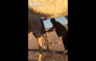 watch-this-shocking-video-of-a-muslim-child-drink-fresh-camel-urine