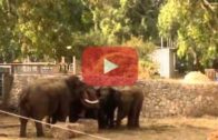 watch-how-elephants-in-israel-care-more-about-their-young-then-the-arabs-do-in-gaza